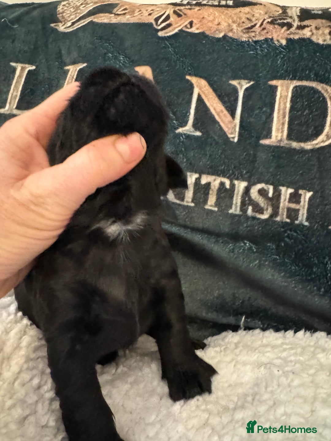 Cocker Spaniel dogs for sale: A gorgeous litter of WCS - Advert 29