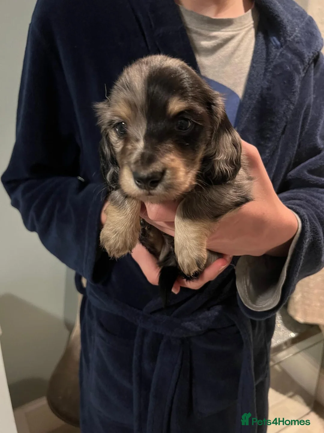 Miniature Dachshund dogs for sale: 3 kc reg silver dapple and tan mini dat puppies - Advert 9