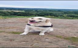 Golden Retriever dogs for sale: Beautiful golden retriever puppies - Image 7