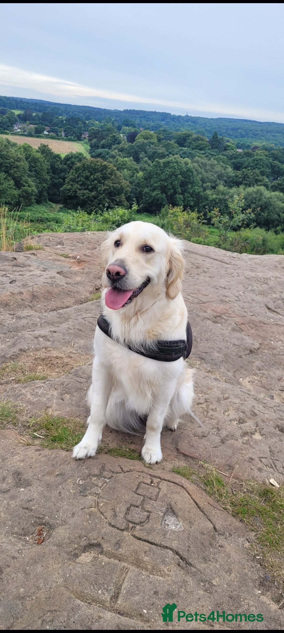 Golden Retriever dogs for sale: Beautiful golden retriever puppies - Image 7