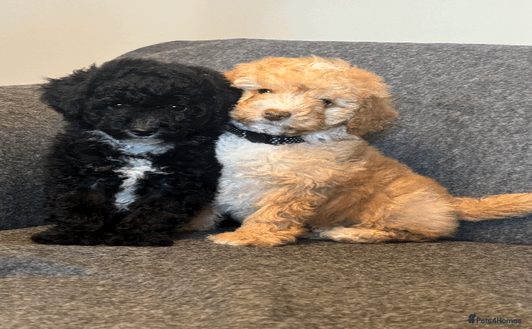 Toy Poodle dogs - Advert 3
