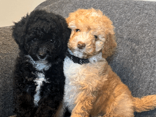 Toy Poodle dogs - Advert 4