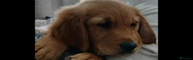 Golden Retriever Puppy 1