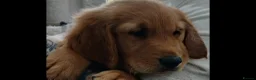Golden Retriever dogs for sale: Ready  to leave GOLDEN RETRIEVERS.  - Advert 14