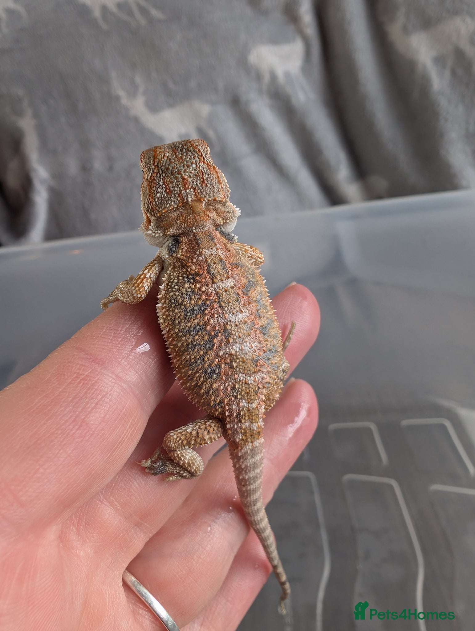 Bearded Dragon reptiles Baby Bearded Dragons  - Advert 10