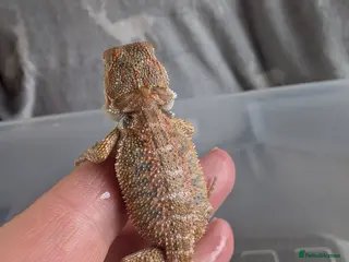 Bearded Dragon reptiles Baby Bearded Dragons - Advert 10
