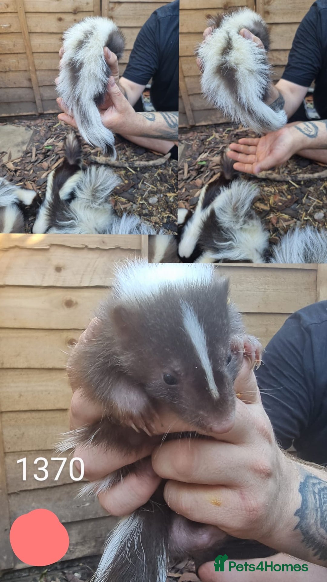 Mixed Breed rodents for sale: Beautiful Skunks for sale  - Image 5