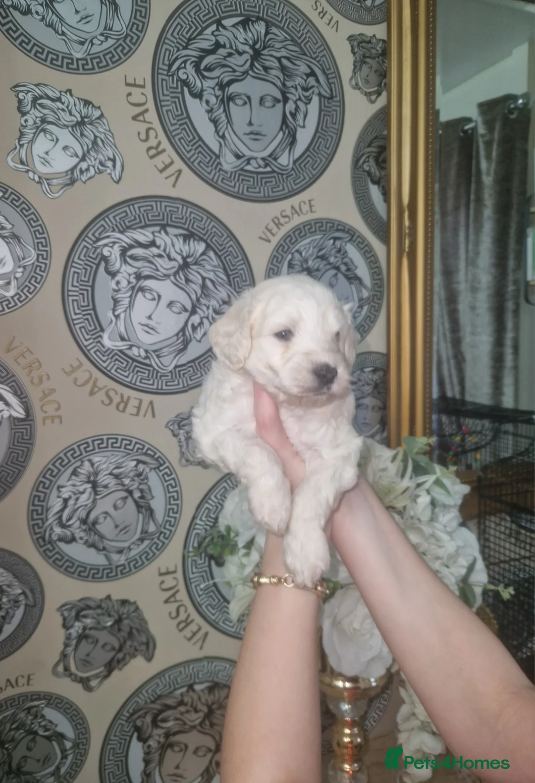 Labradoodle dogs for sale: F1b toy labradoodles - Advert 8