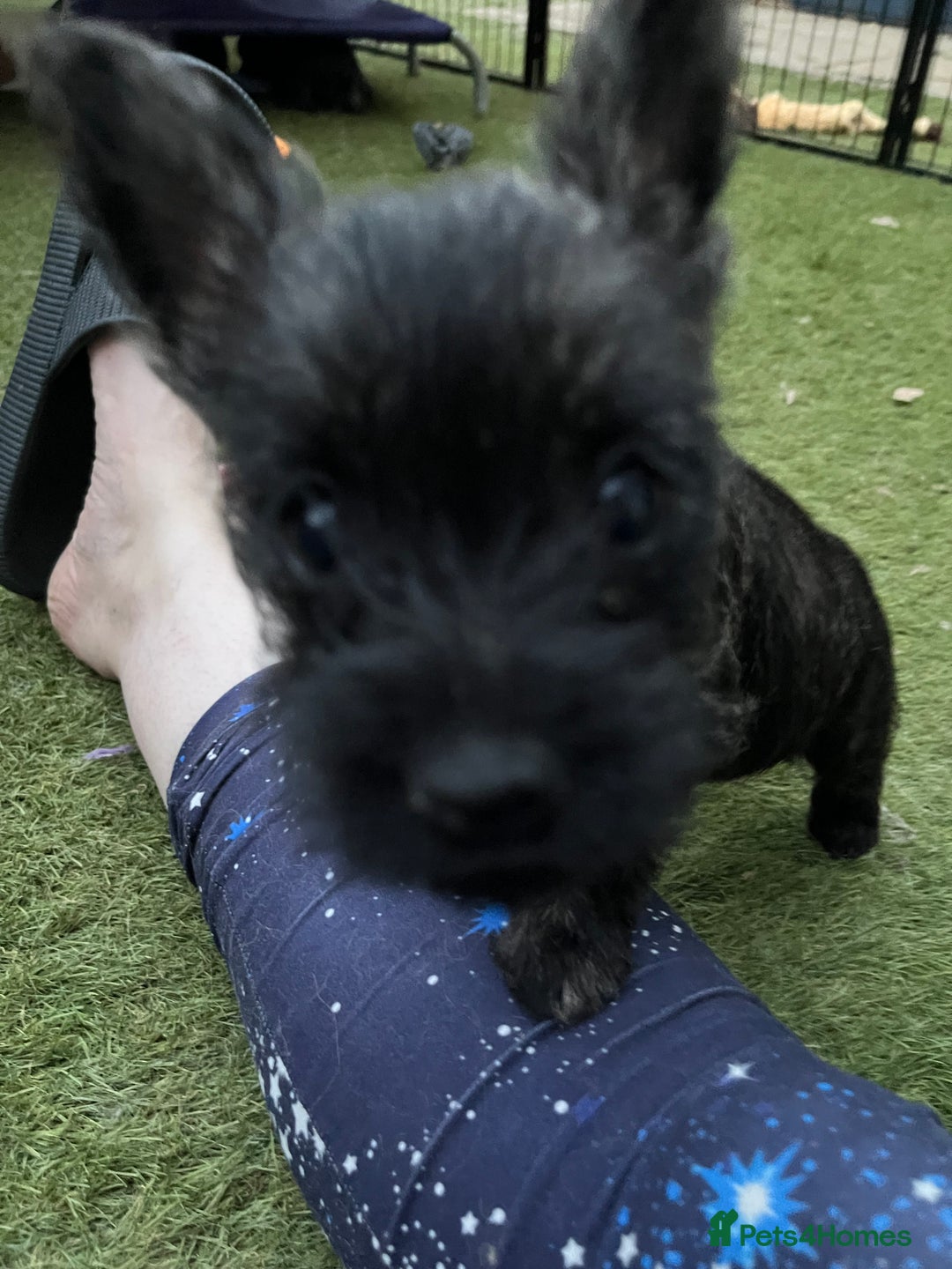 Cairn Terrier dogs for sale: Adorable Cairn Terrier Puppies - Image 14