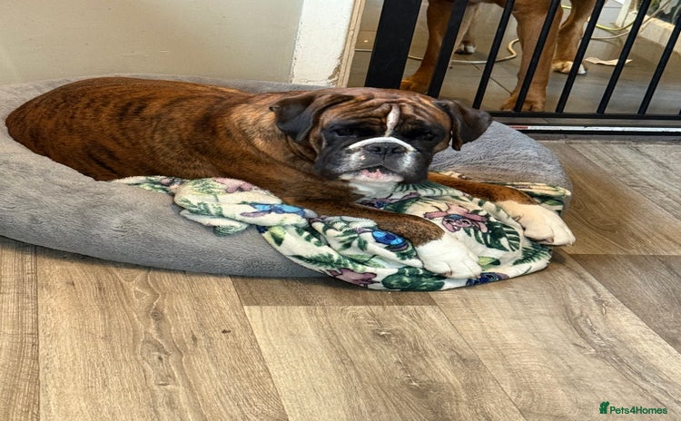 Boxer dogs - Advert 1