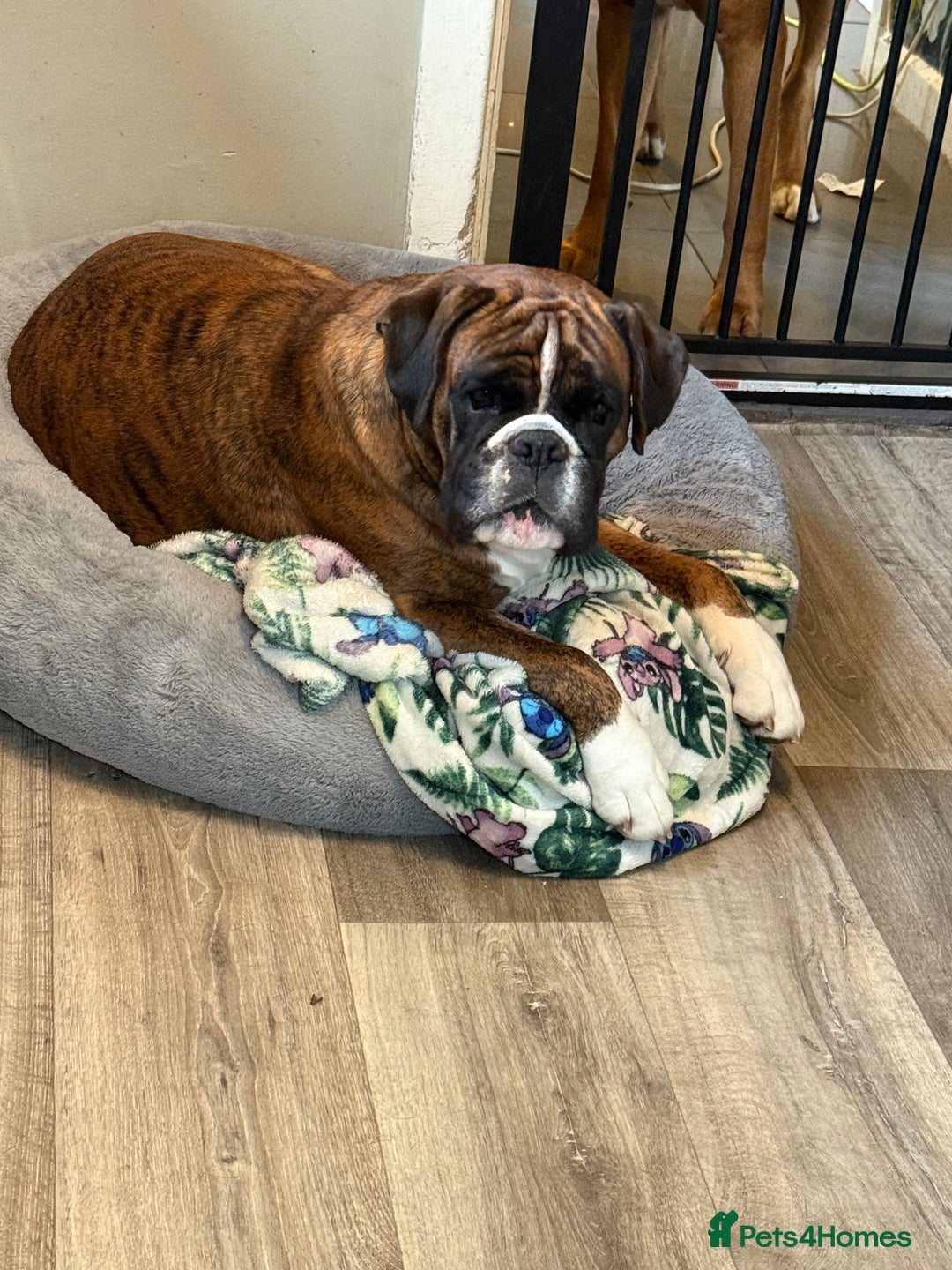 Boxer dogs for sale: The most loving girl looking for a new family  - Image 1