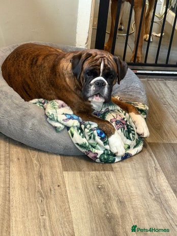 Boxer dogs - Advert 1