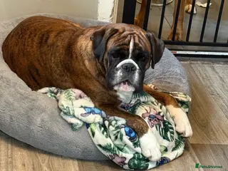 Boxer dogs The most loving girl looking for a new family - Advert 5