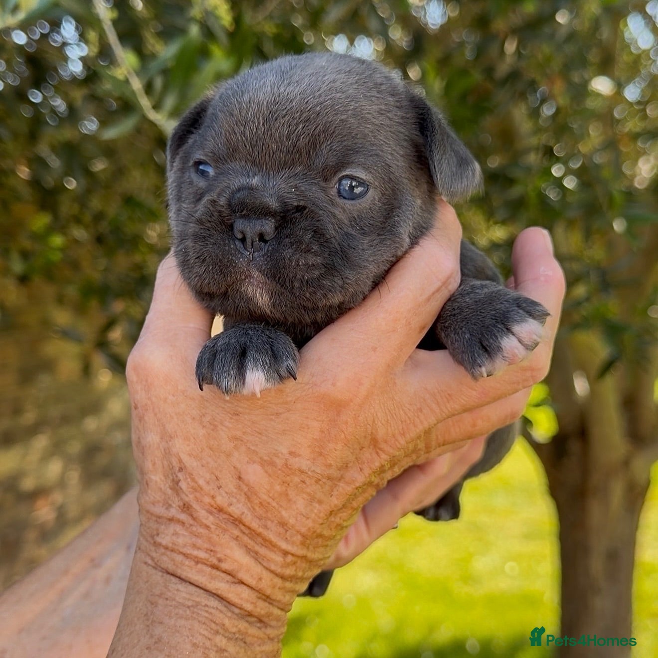 French Bulldog dogs Chunky French Bulldog Pups - Advert 2