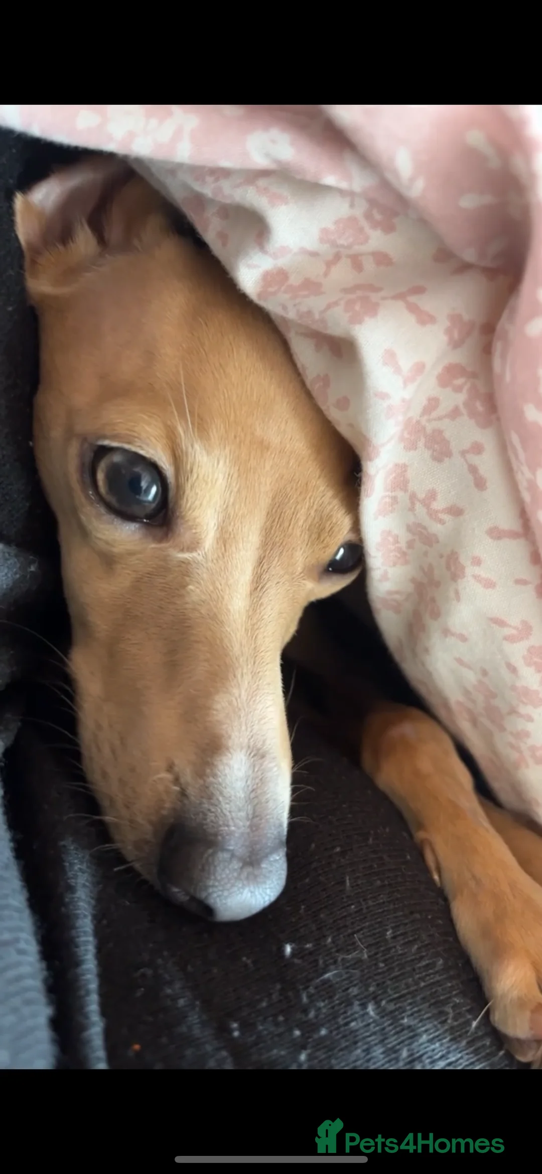 Italian Greyhound dogs for stud: Tiny stud with HUGE personality - Advert 13