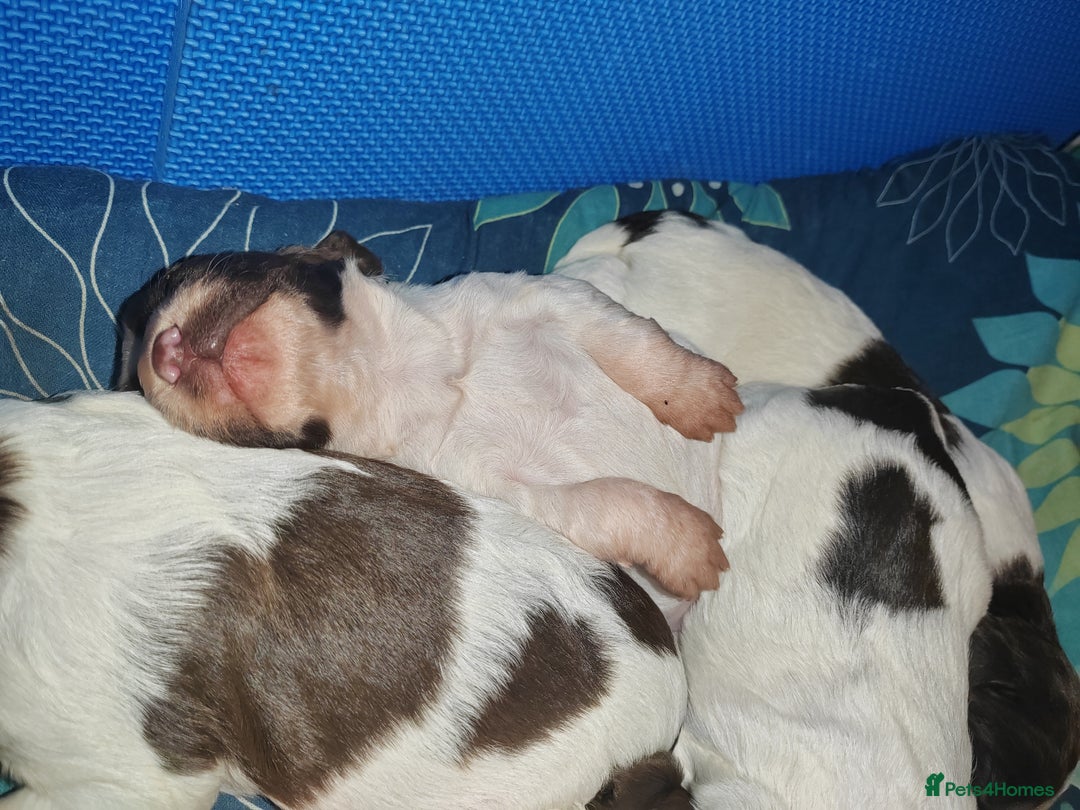 English Springer Spaniel dogs for sale: 🌟 Beautiful Springer Spaniel Litter - Image 16