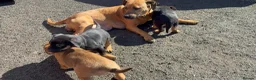Mixed Breed dogs for sale: Rottweiler / Black Mouth Cur Mix Puppies  - Advert 11