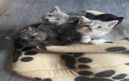 Mixed Breed cats for sale: 1 male still available  in Witney - Image 29