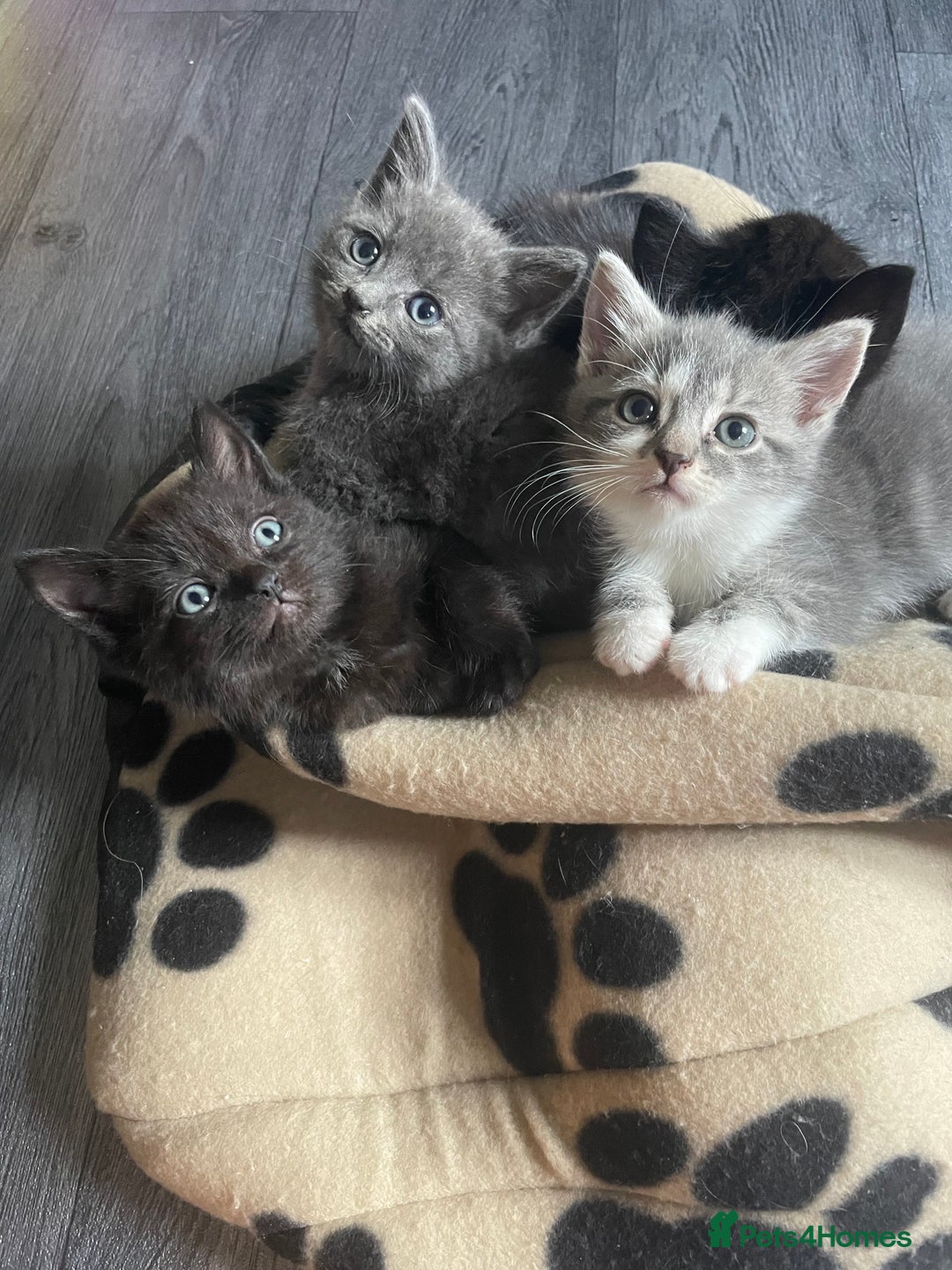Mixed Breed cats for sale: 1 male still available  in Witney - Image 29