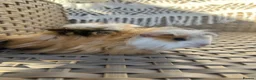 Guinea Pig rodents for sale: 2 very pretty female guinea pigs  - Advert 4