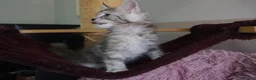 Maine Coon cats for sale: 6 pedigree Mainecoon kittens  - Advert 23