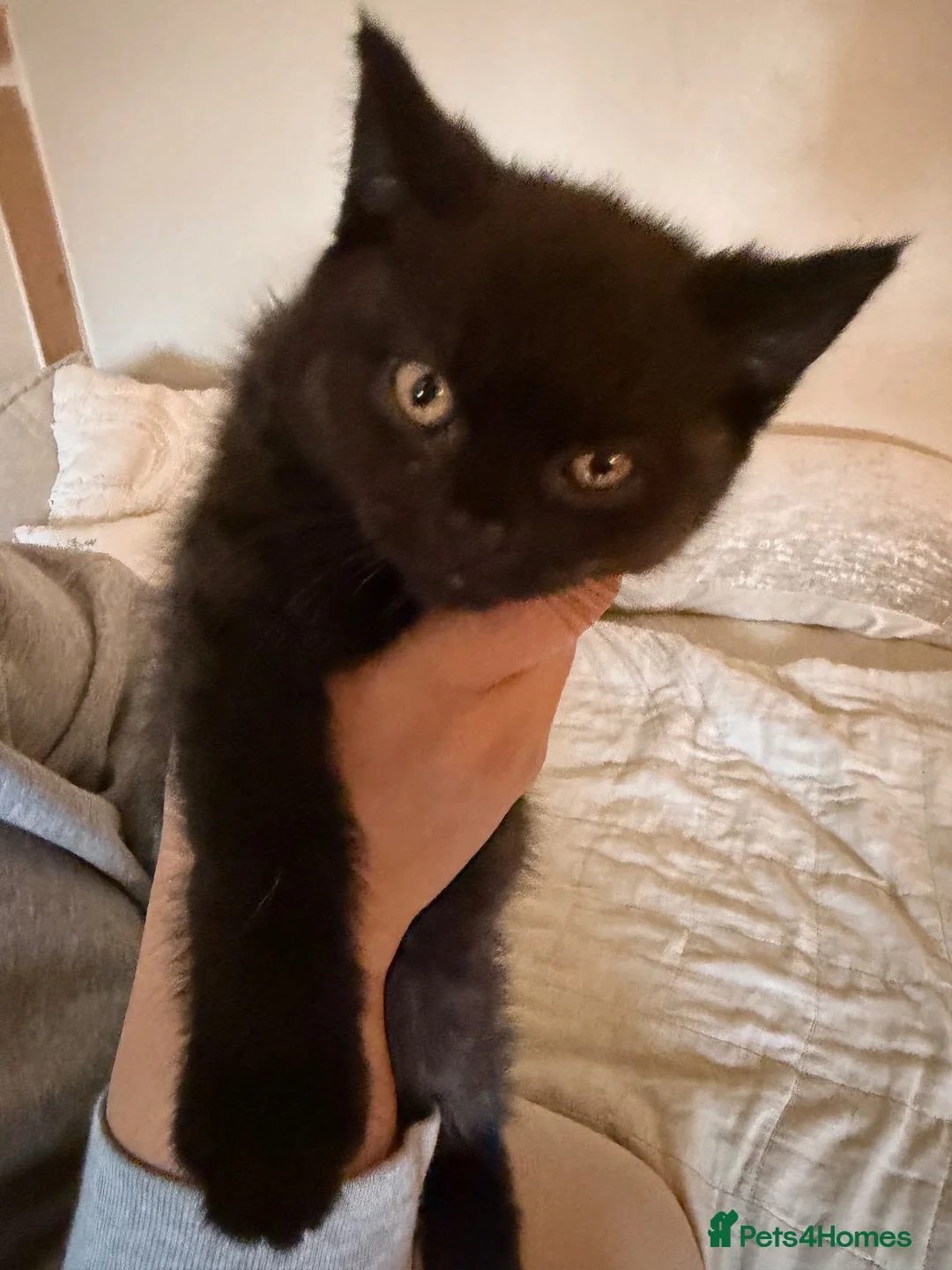 British Shorthair cats for sale: Chunky kittens brown gene carriers - Advert 2