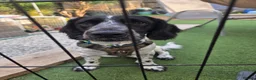 Cockapoo dogs for sale: COCKER SPANIEL in Gillingham - Advert 4