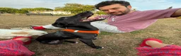 Mixed Breed dogs for adoption: Violet for adoption in Southend-on-Sea - Advert 3