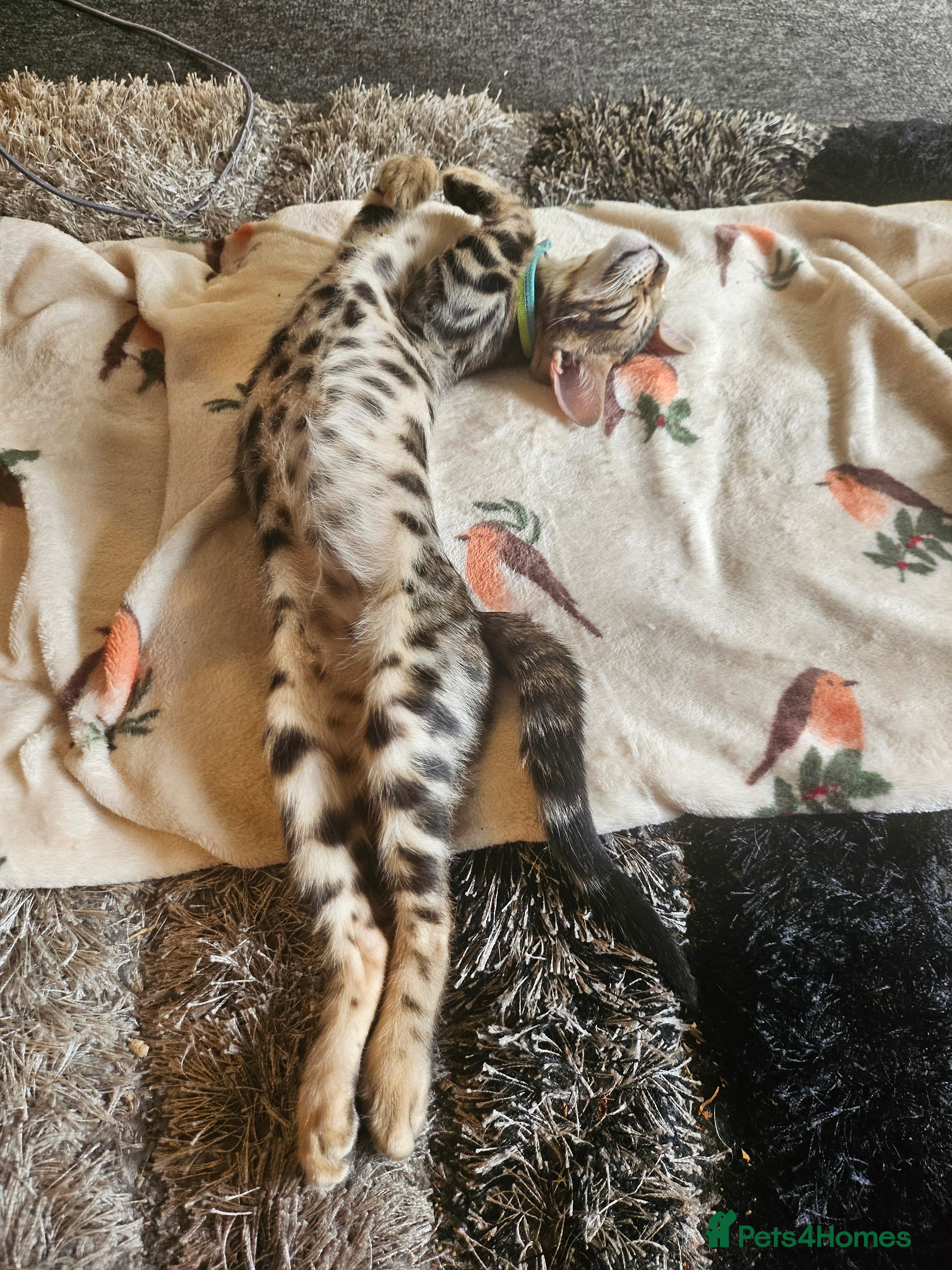 Bengal cats  FULL PEDIGREE Bengal Kittens Tica Registered - Advert 7