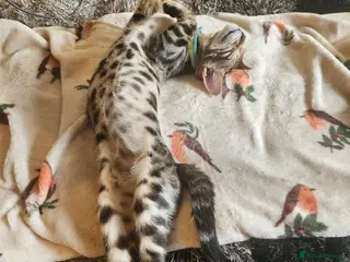 Bengal cats FULL PEDIGREE Bengal Kittens Tica Registered - Advert 7