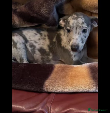 Italian Greyhound dogs - Advert 1