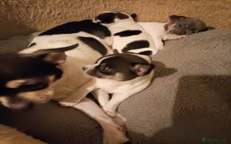 Chihuahua dogs for sale: KC Chihuahua puppies  - Image 14