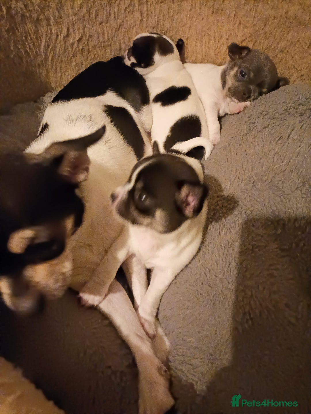 Chihuahua dogs for sale: KC Chihuahua puppies  - Image 14