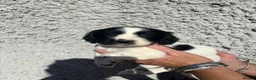 Cocker Spaniel dogs for sale: Cocker spaniel puppys - Advert 14