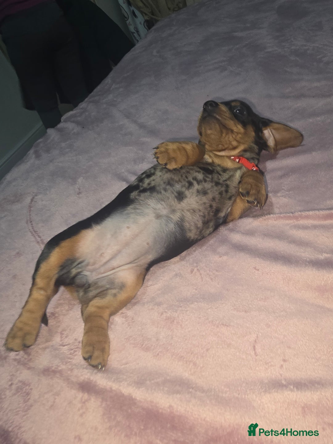 Miniature Dachshund dogs for sale: True to type kc dad home raised both parents here - Advert 19
