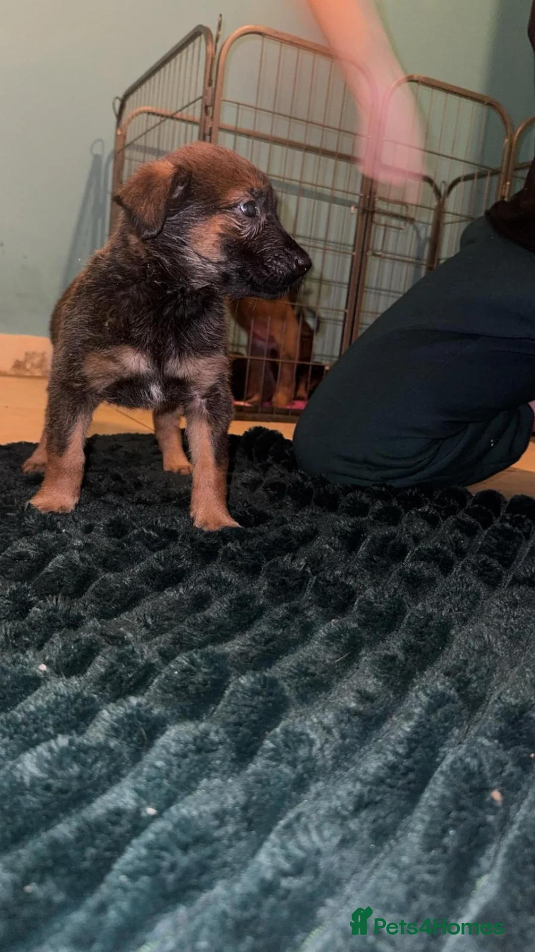 Belgian Shepherd Dog dogs for sale: Belgium malinois puppies  - Advert 13