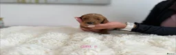 Cockapoo dogs for sale: Say Hello To Our Most Adorable Cockapoo Puppies - Advert 19
