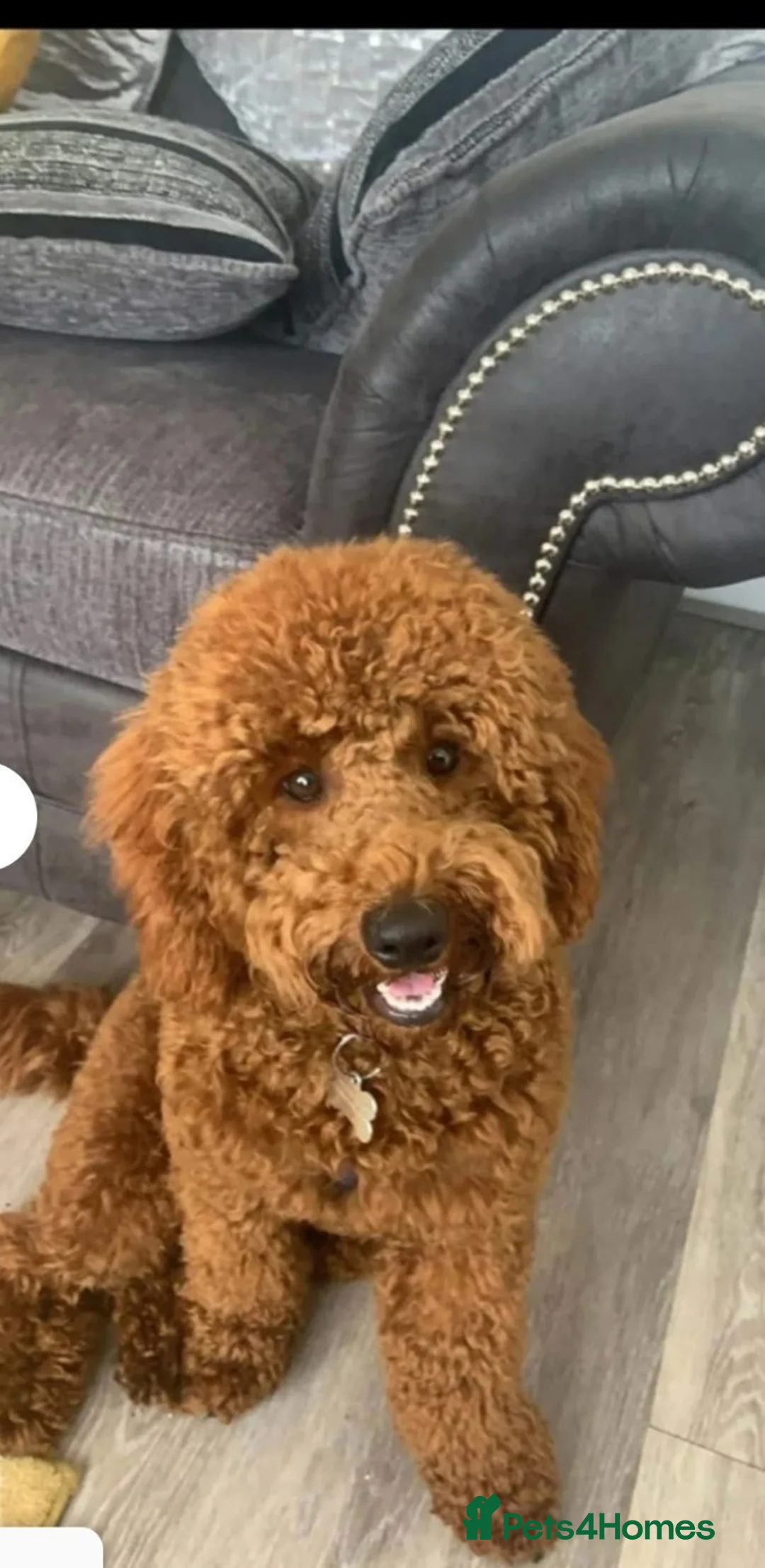 Schnoodle dogs for sale: Beautiful F1B Miniature Schnoodle Puppies  - Advert 22