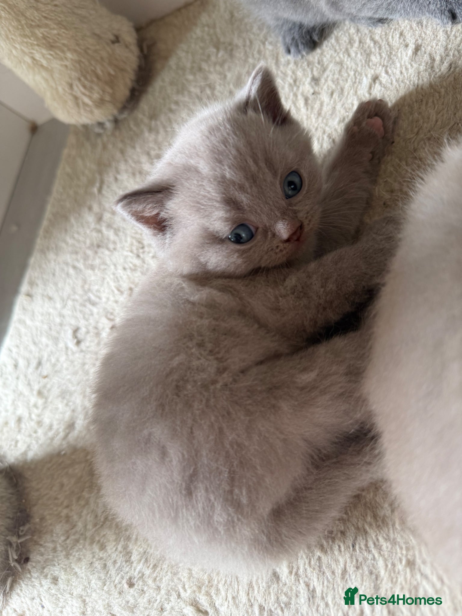 Scottish Fold cats Beautiful scottishfold/Scottish straight kittens🥰 - Advert 1