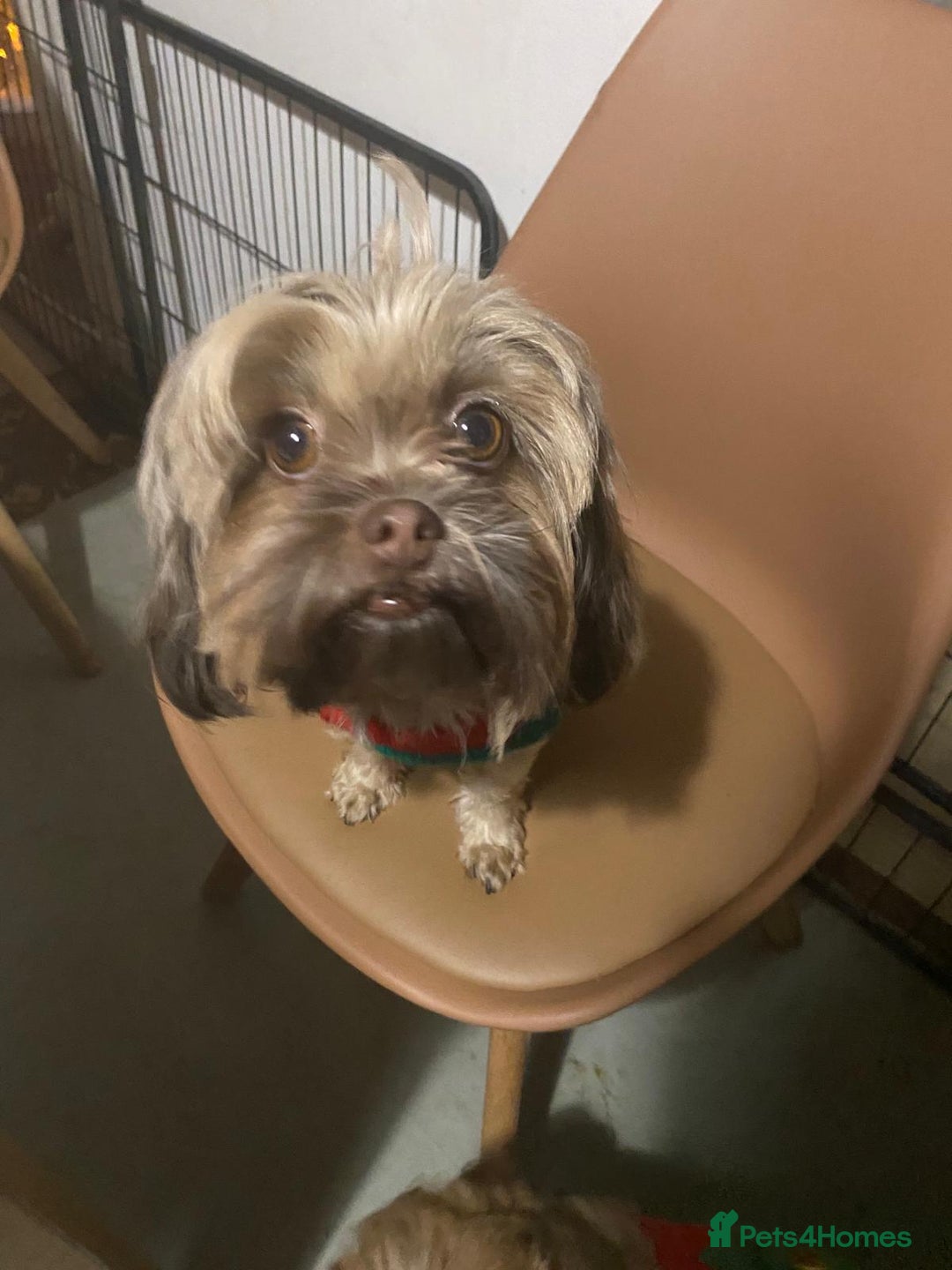 Malshi dogs for sale: Malshi - Advert 12