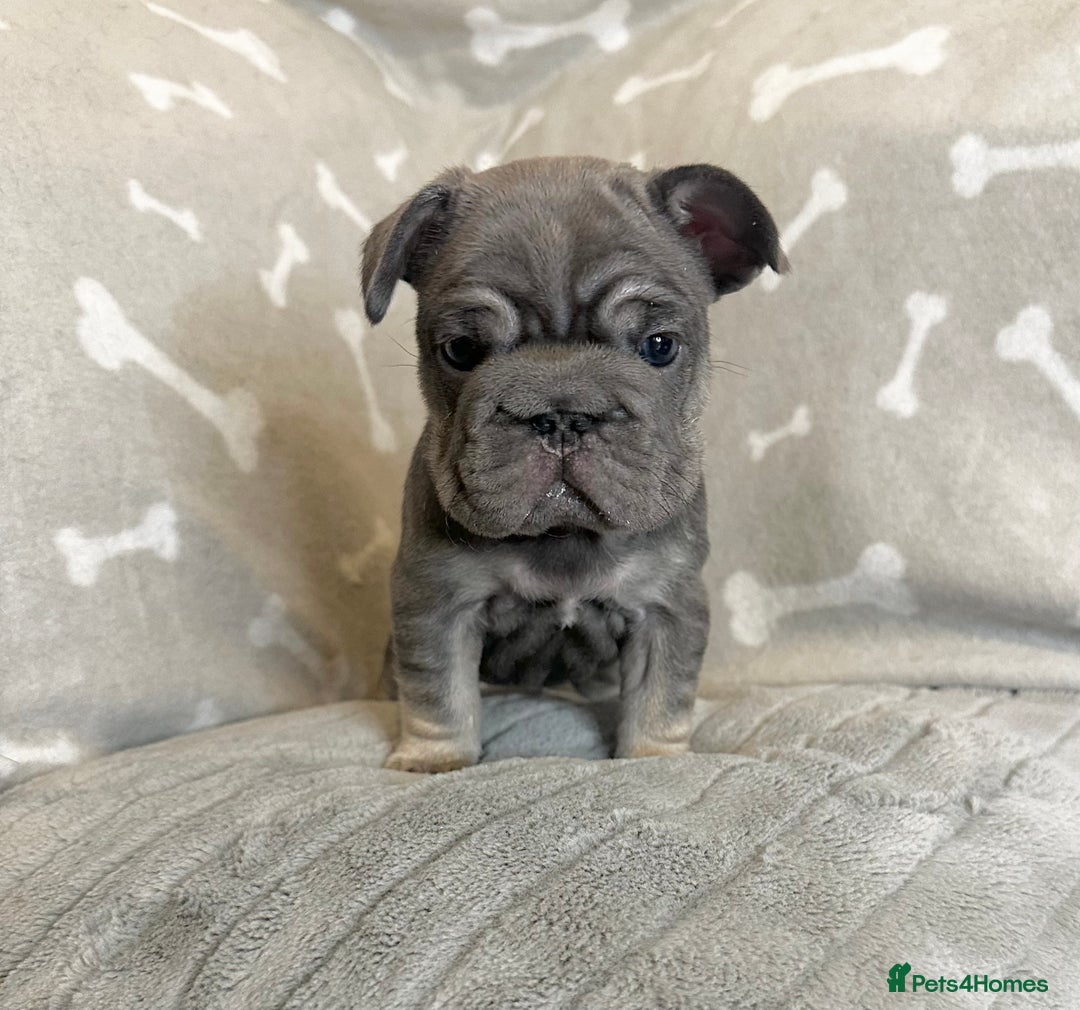French Bulldog dogs for sale: ✨Two Gorgeous French Bulldog Boys ✨ - Advert 11
