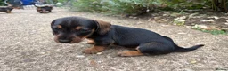 Miniature Dachshund dogs for sale: Miniature Daschunds - Advert 25