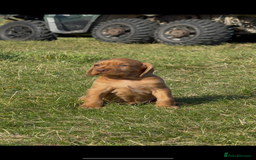 Hungarian Vizsla dogs for sale: Wirehaired Vizsla’s - Image 24
