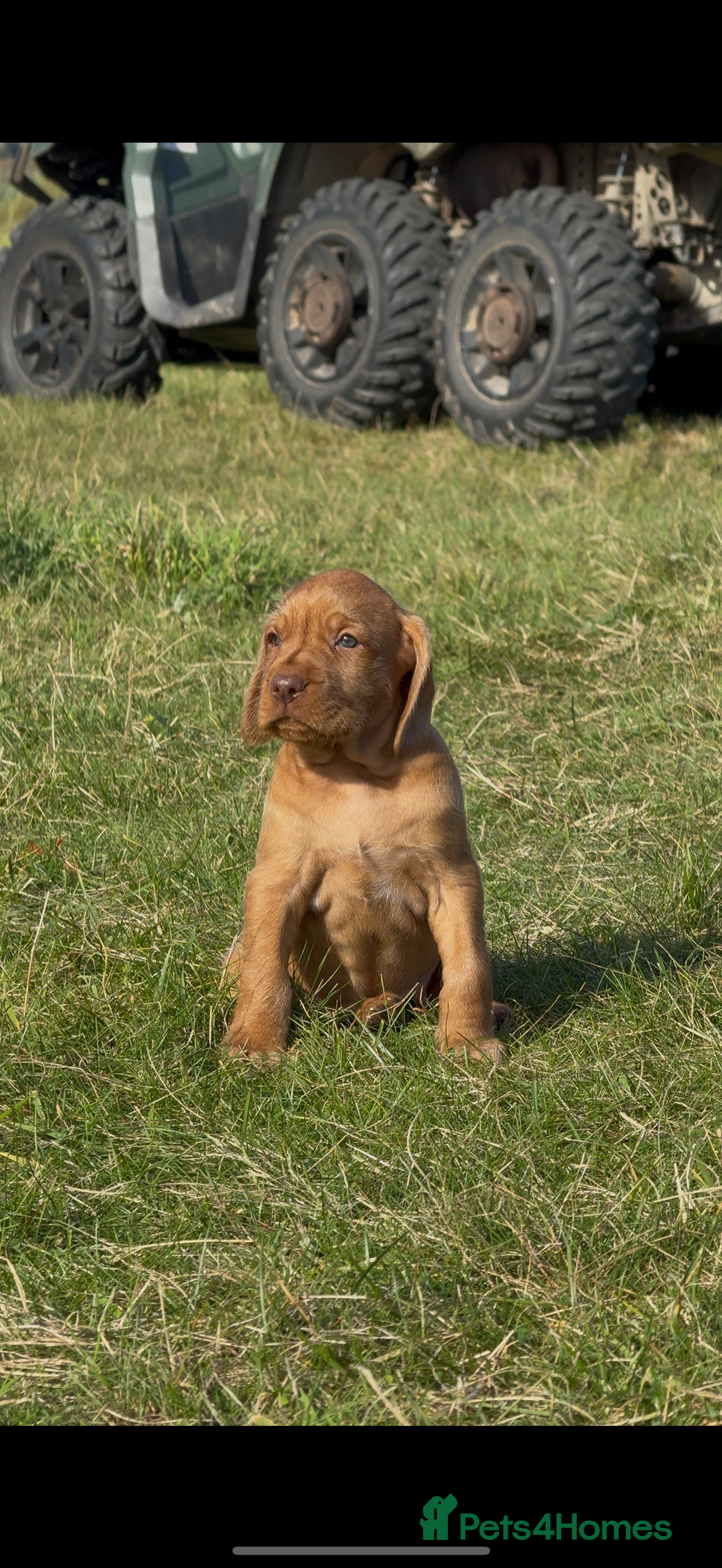Hungarian Vizsla dogs for sale: Wirehaired Vizsla’s - Image 24