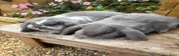 French Lop rabbits for sale: French lops - Advert 5