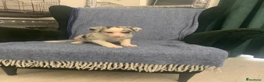 Puppy 6 - Blue Merle