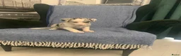 Mixed Breed dogs for sale: Blue Merle Border Collie x Lurcher Puppies  - Advert 34