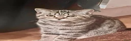 Scottish Fold cats for sale: Scottish fold kittens  - Advert 6