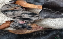 Miniature Dachshund dogs for sale: 1 boy left beautiful silver dapple boys  - Image 19