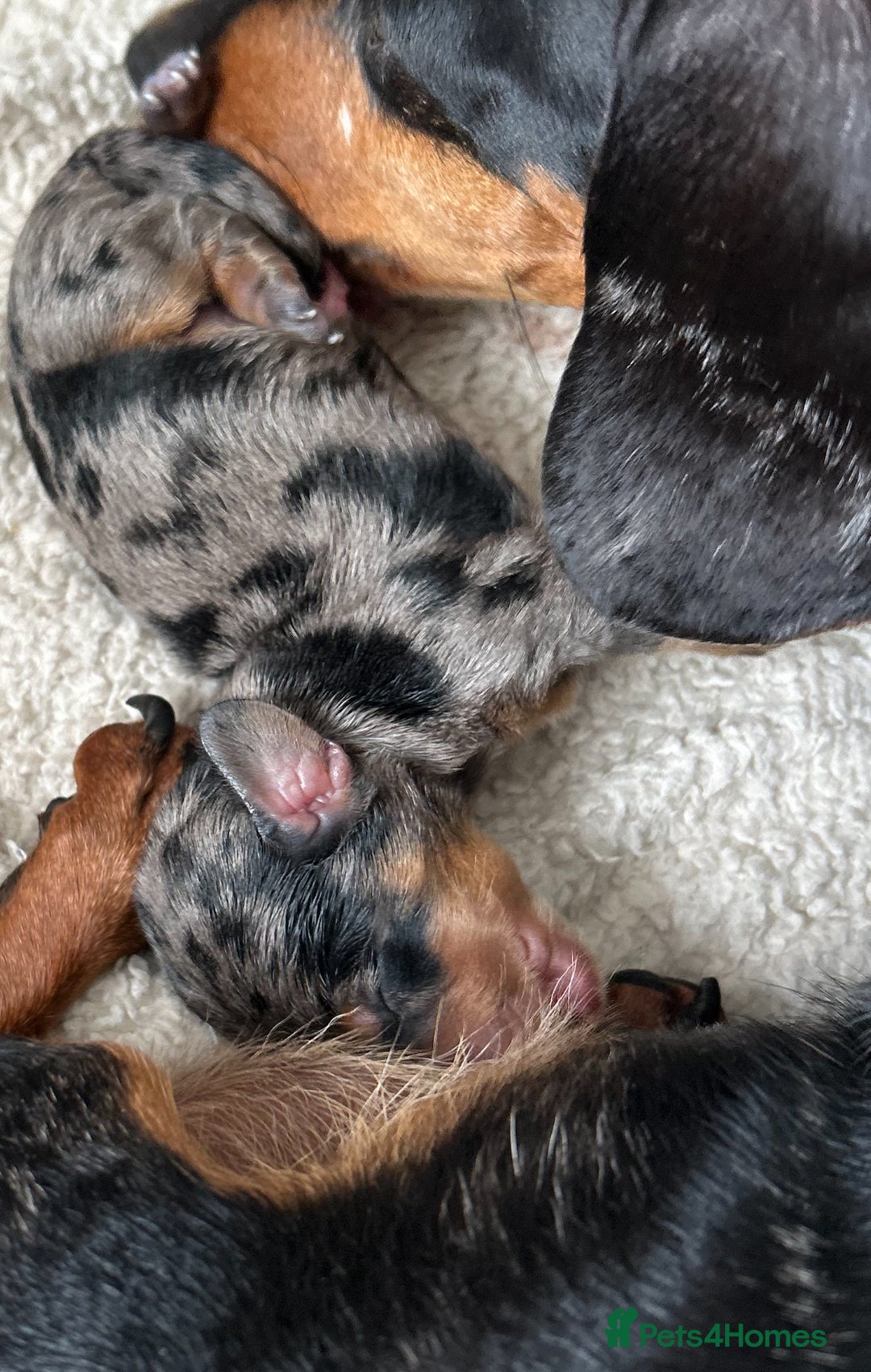 Miniature Dachshund dogs for sale: 1 boy left beautiful silver dapple boys  - Image 19